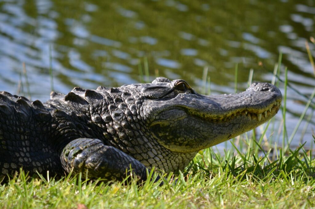airboat tours okefenokee swamp
